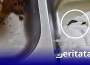 Heboh Ulat di Makan Bergizi Gratis, Pemerintah Siapkan Sanksi Berat untuk Yayasan Al Azhar Bluto
