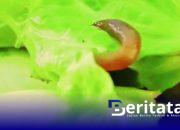 Kaget Temukan Ulat di Sayur Sekolah, Siswa Bluto Bikin Heboh Program MBG 3 Kaget Temukan Ulat di Sayur Sekolah, Siswa Bluto Bikin Heboh Program MBG